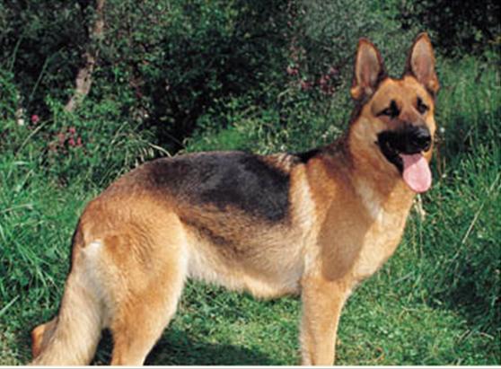 Name:  GERMAN_SHEPHERD_DOG.jpg
Views: 361
Size:  47.2 KB