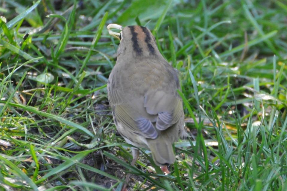 Name:  Ovenbird 9-12-10 B.jpg
Views: 177
Size:  97.6 KB