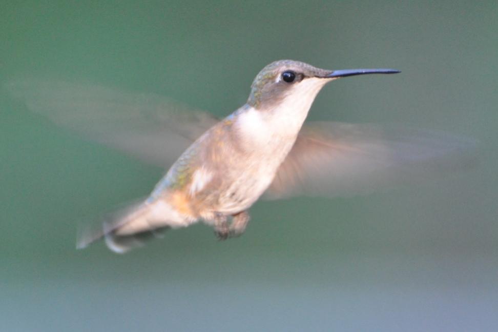 Name:  Hummers at the feeder 7-21-10 H1.jpg
Views: 163
Size:  31.0 KB