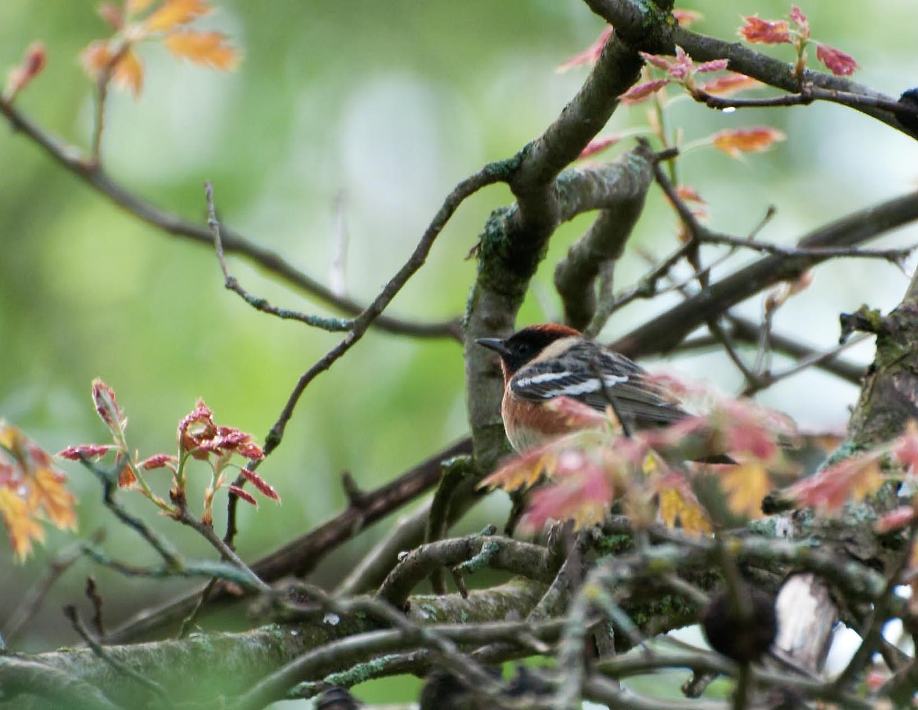 Name:  Bay-breasted warbler 5-21-11 B.jpg
Views: 172
Size:  88.2 KB