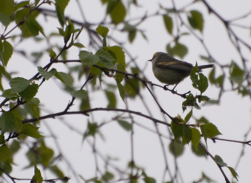 Name:  Brewster's warbler 5-28-11 A1.jpg
Views: 156
Size:  85.2 KB