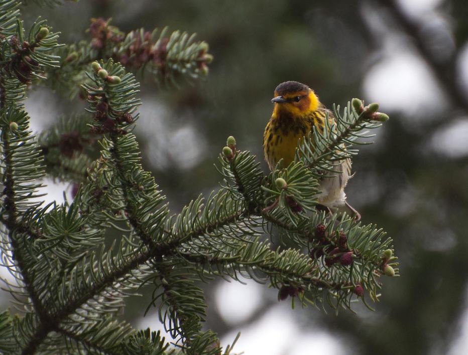 Name:  Cape May warbler 5-13-11 A.jpg
Views: 146
Size:  102.4 KB