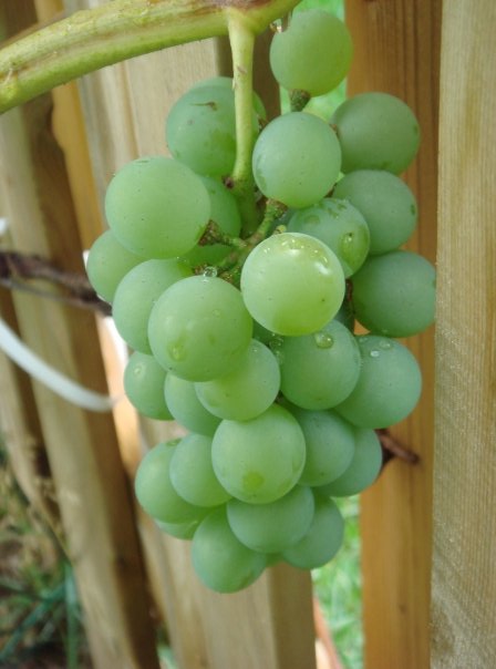 Name:  grapes1.jpg
Views: 191
Size:  39.3 KB
