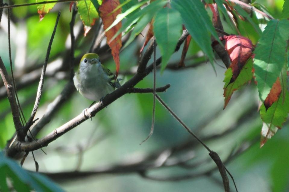 Name:  Chestnut-sided warbler, first fall fem 8-28-10 D.jpg
Views: 209
Size:  65.8 KB