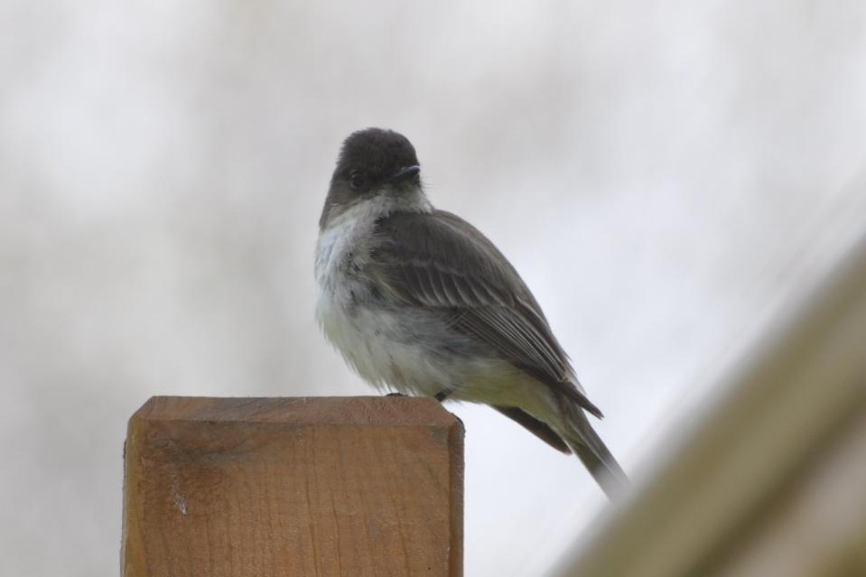 Name:  Eastern phoebe 5-9-10 D.jpg
Views: 159
Size:  31.5 KB