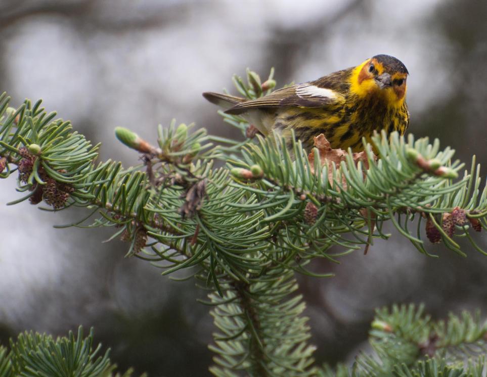 Name:  Cape May warbler 5-13-11 B.jpg
Views: 502
Size:  87.4 KB