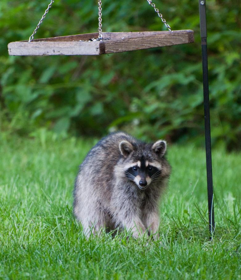 Name:  Raccoon #2 6-19-11 E.jpg
Views: 923
Size:  114.3 KB