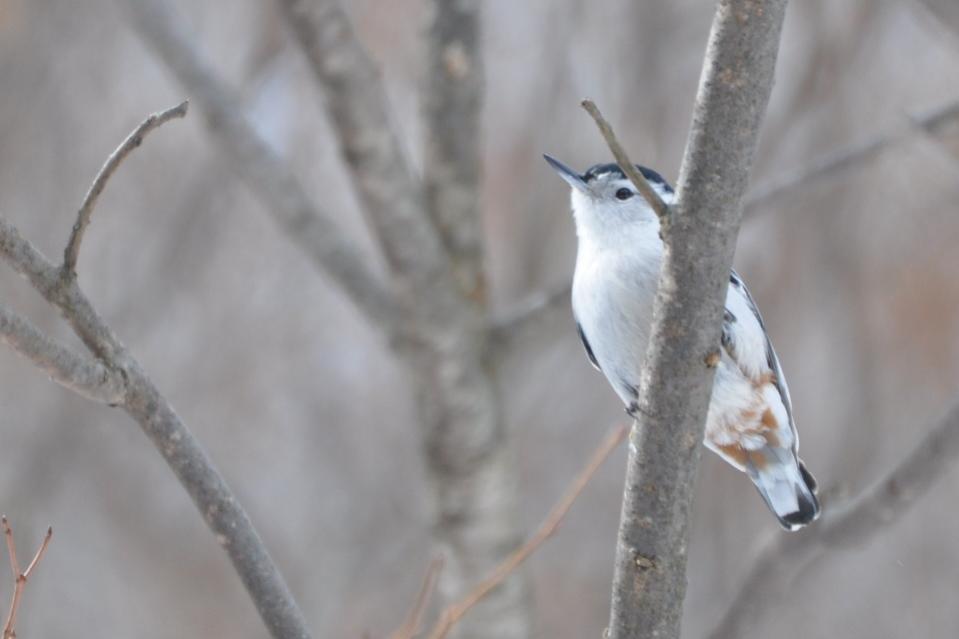 Name:  White-breasted nuthatch 2-7-10 B.jpg
Views: 407
Size:  37.2 KB