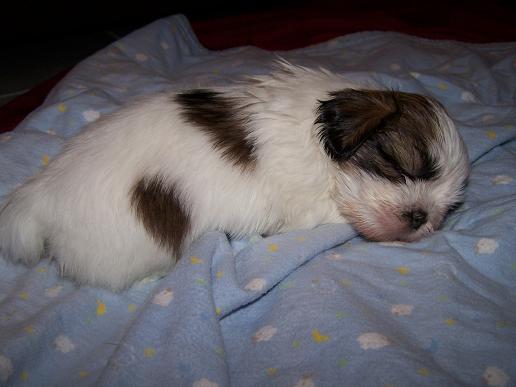 Name:  Suziecakes, 6 weeks.JPG
Views: 186
Size:  30.7 KB