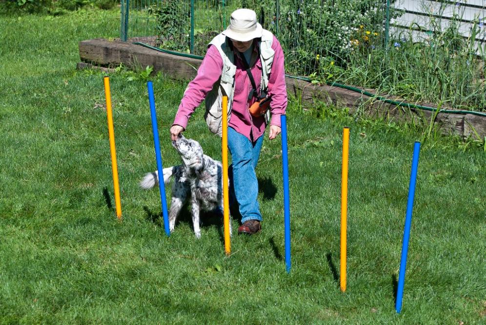 Name:  Grace tackling the second set of weave poles 8-19-19 A.jpg
Views: 2717
Size:  199.2 KB