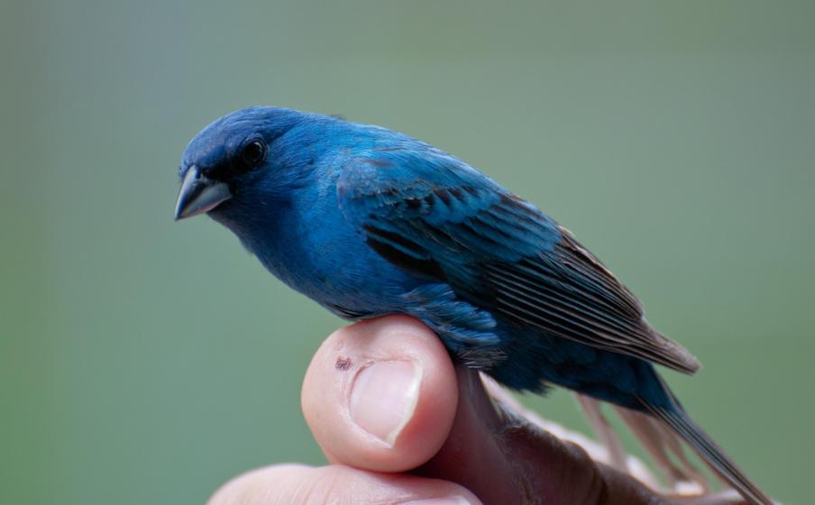 Name:  Indigo bunting, newly banded and ready to be released 5-24-11.jpg
Views: 1200
Size:  39.3 KB