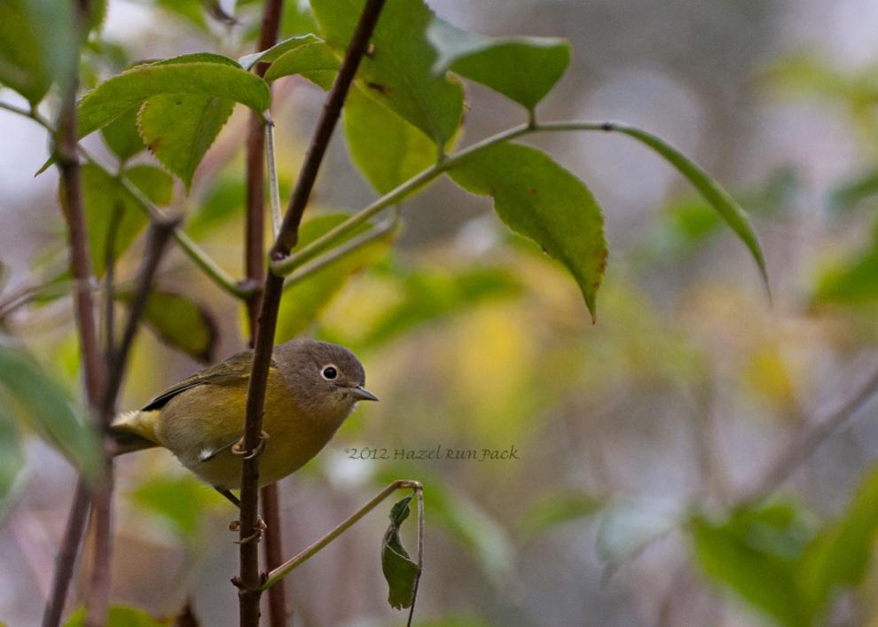 Name:  Nashville warbler 9-12-12 B.jpg
Views: 2132
Size:  62.9 KB