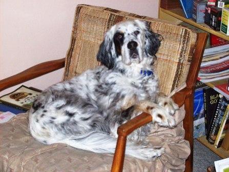 Name:  Lil Belle comfy in Dad's chair 1-5-09.jpg
Views: 149
Size:  35.3 KB