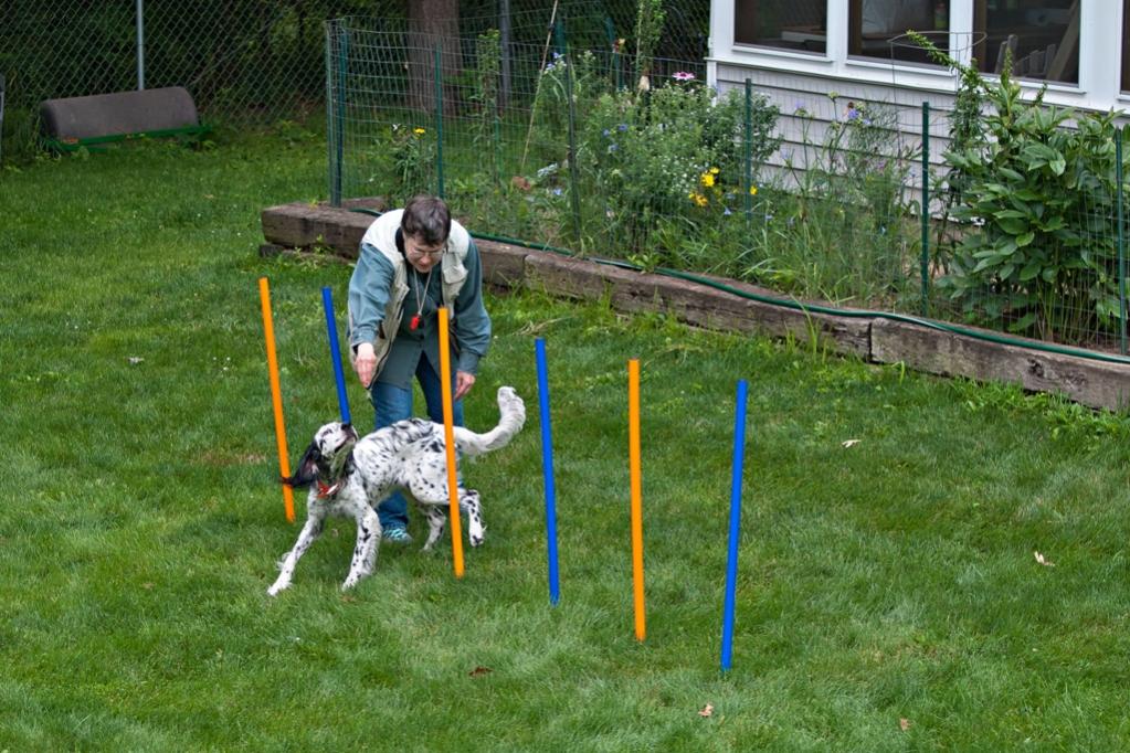 Name:  Lili working the weave poles 8-10-19 A.jpg
Views: 1800
Size:  148.6 KB