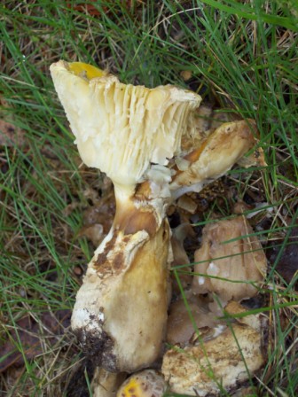 Name:  Front yard - Mushroom 6-19-09 E.JPG
Views: 209
Size:  72.2 KB