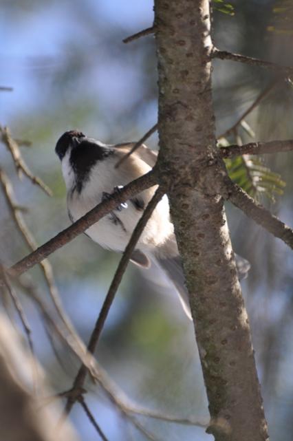 Name:  chickadee from below 2-13-10.jpg
Views: 951
Size:  29.8 KB