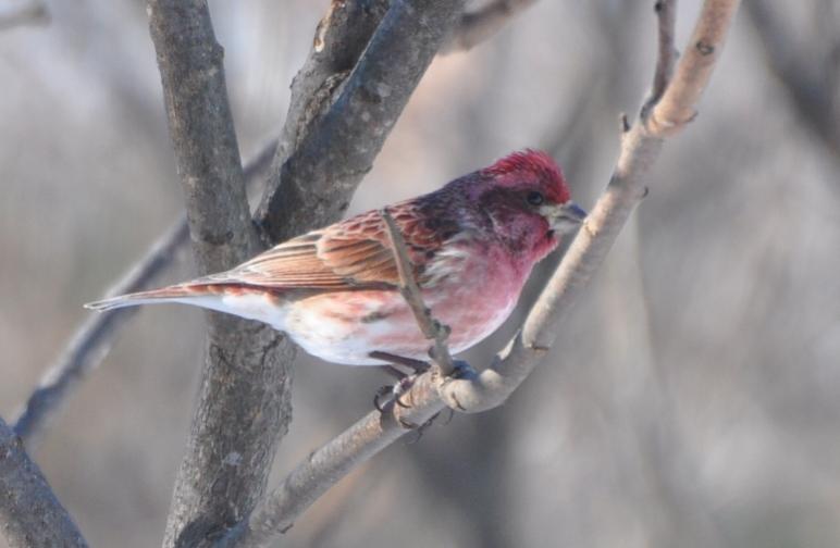 Name:  purple finch 2-13-10.jpg
Views: 1180
Size:  34.2 KB