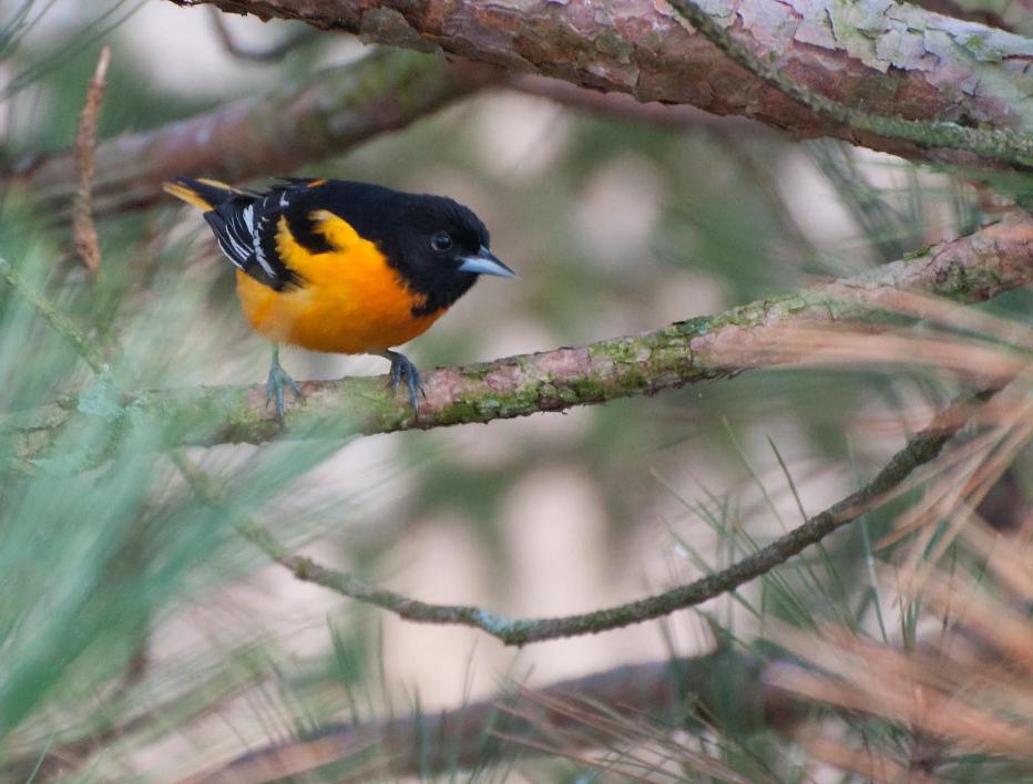 Name:  Baltimore oriole 5-9-11 C.jpg
Views: 674
Size:  83.1 KB