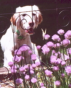 Name:  Ms Muddy Mossy Messy Macie, Ace Butterfly Chaser in action 6-2-06.jpg
Views: 530
Size:  78.3 KB