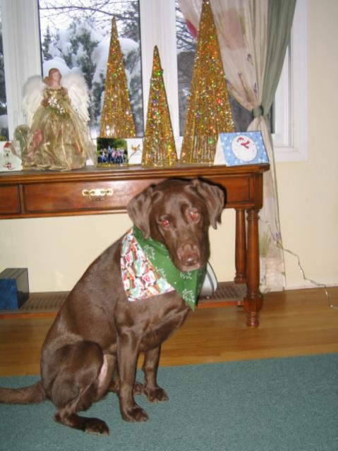 Name:  Sasha and Buddy Christmas 2 006.jpg
Views: 629
Size:  45.0 KB