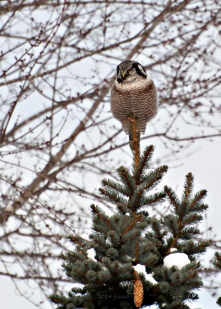 Name:  Northern hawk-owl, Lars road EC closer 12-31-14 B.jpg
Views: 1002
Size:  125.4 KB