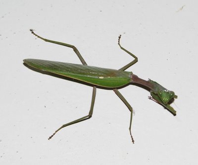 Name:  4_PrayingMantis.jpg
Views: 2525
Size:  13.2 KB