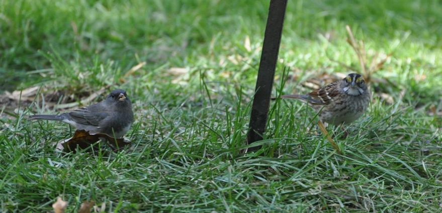 Name:  Junco and white-throated sparrow 10-18-09 A.jpg
Views: 1649
Size:  71.9 KB