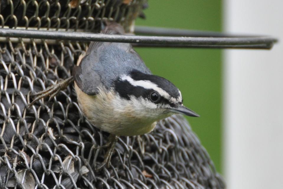 Name:  Red-breasted nuthatch 5-12-10 A.jpg
Views: 143
Size:  72.4 KB