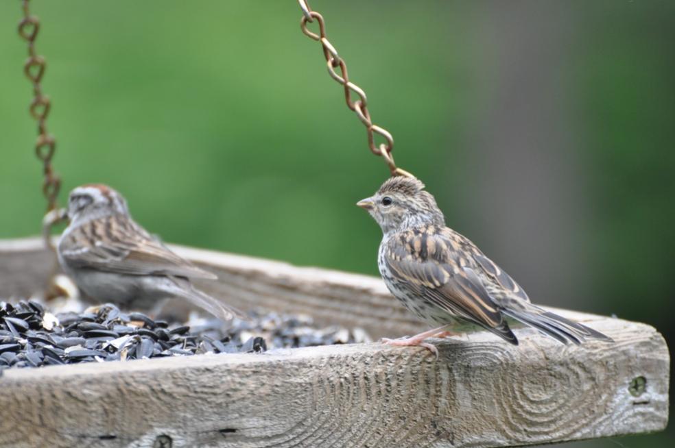 Name:  Chipping sparrow, feeding junior 6-20-10 A.jpg
Views: 196
Size:  63.9 KB