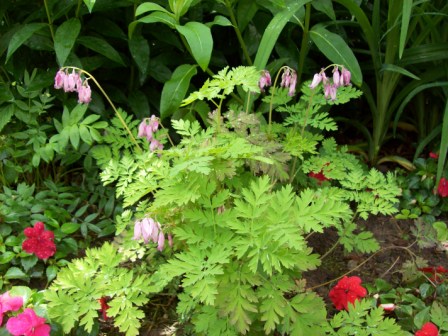 Name:  Hummingbird garden - Bleeding heart 6-19-09.JPG
Views: 155
Size:  76.2 KB