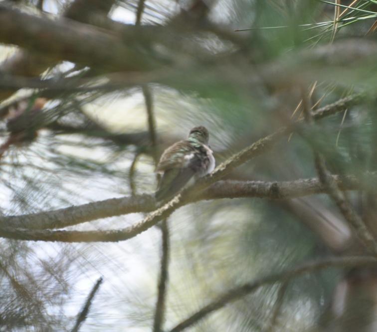 Name:  Hummingbird fem 5-6-10 A.jpg
Views: 170
Size:  49.7 KB