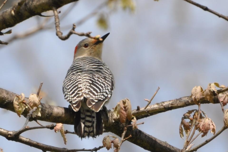 Name:  Red-bellied woodpecker 5-9-10 C.jpg
Views: 157
Size:  60.7 KB