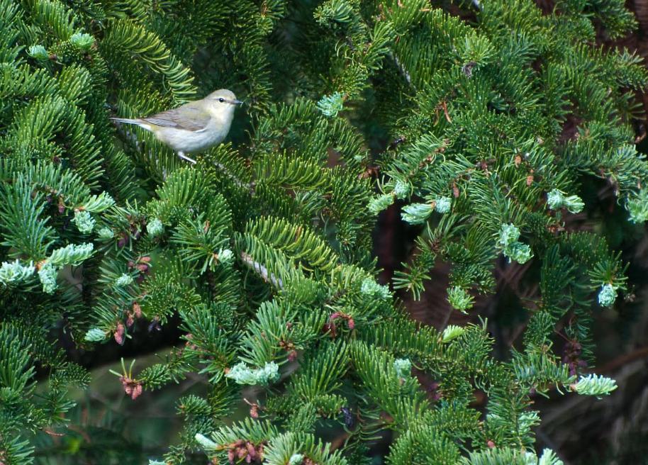 Name:  Tennessee warbler 5-28-11 D.jpg
Views: 139
Size:  170.9 KB