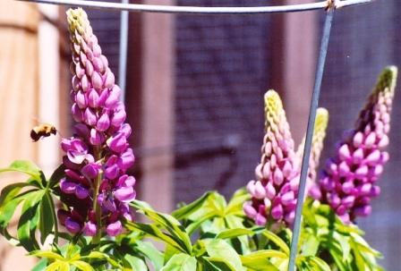 Name:  Garden 2008 - Lupine visitor 6-14-08.jpg
Views: 455
Size:  29.0 KB