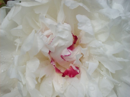 Name:  Kennel garden - Peony 6-19-09 B.JPG
Views: 116
Size:  62.6 KB