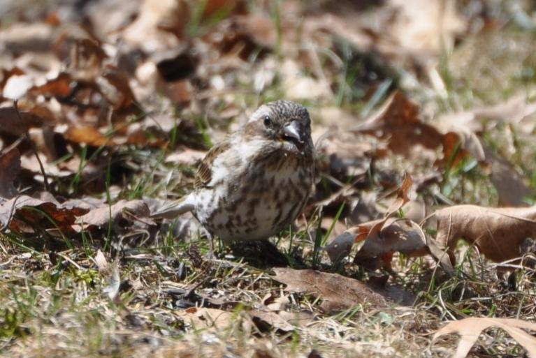 Name:  Mama purple finch 3-23-10.jpg
Views: 153
Size:  71.5 KB