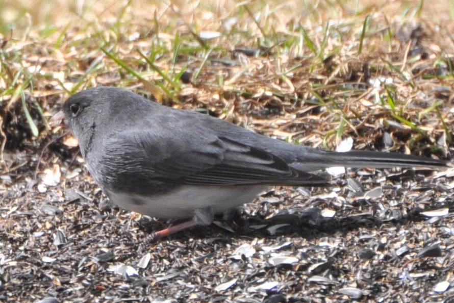 Name:  Junco 3-23-10 B.jpg
Views: 150
Size:  104.0 KB