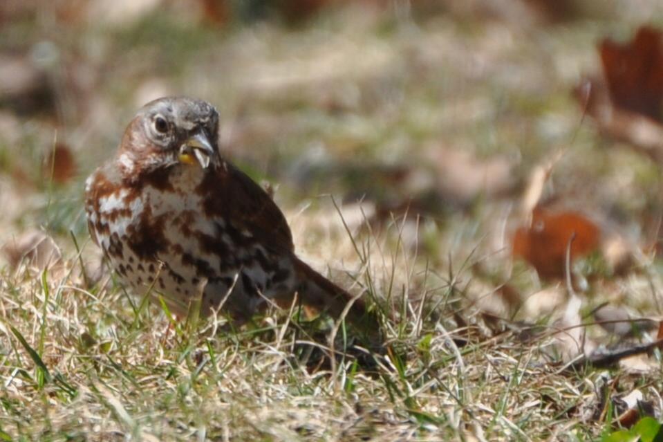 Name:  Fox sparrow 3-23-10 B.jpg
Views: 152
Size:  78.3 KB