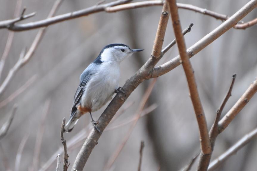 Name:  White-breasted nuthatch in sumac 3-23-10.jpg
Views: 140
Size:  41.9 KB