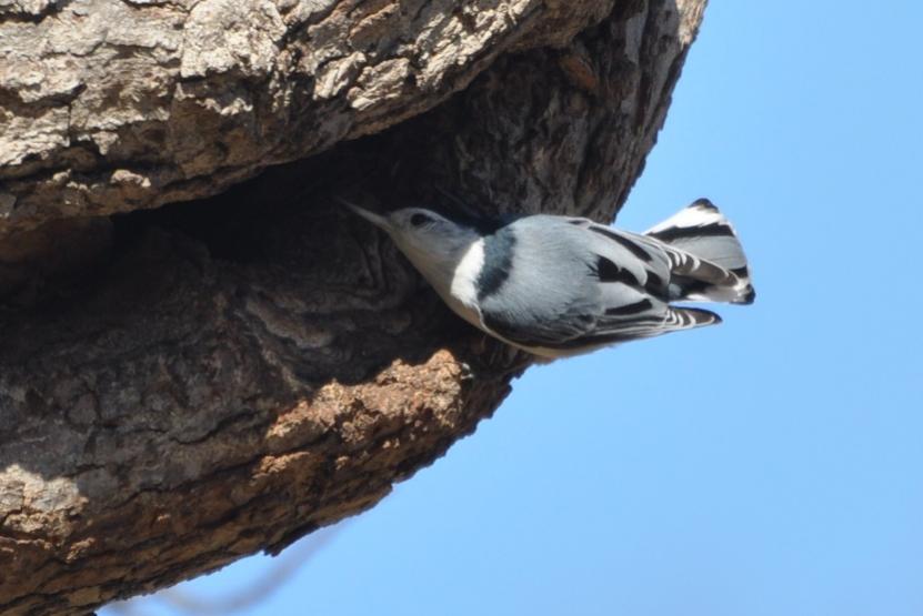 Name:  White-breasted nuthatch 3-15-10 B downsize.jpg
Views: 133
Size:  47.7 KB