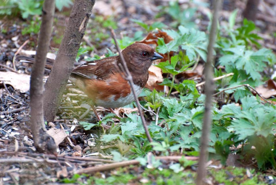 Name:  Eastern towhee 5-14-11 A.jpg
Views: 572
Size:  108.0 KB