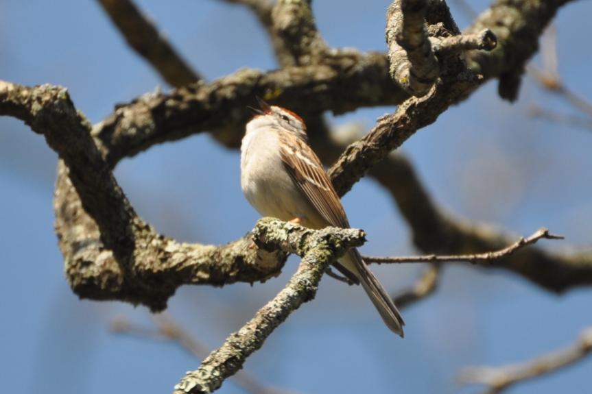 Name:  Chipping sparrow singing 4-22-10 C.jpg
Views: 127
Size:  45.9 KB