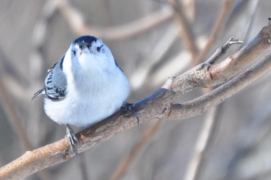 Name:  eyeline on nuthatch 2-13-10.jpg
Views: 590
Size:  38.4 KB