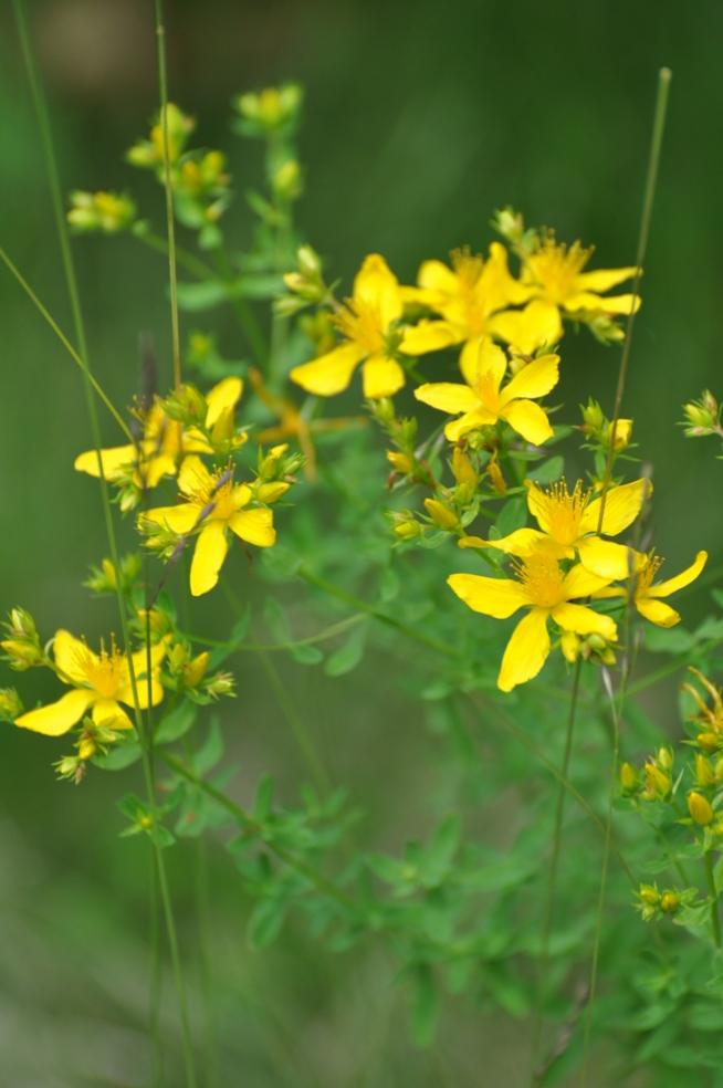 Name:  Common St Johnswort 6-18-10 A.jpg
Views: 176
Size:  57.2 KB