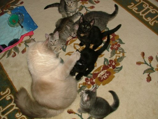 Name:  R Jasper and kittens 9 wks.jpg
Views: 615
Size:  43.4 KB