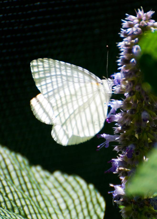 Name:  Mustard white on anise hyssop 7-6-11 A.jpg
Views: 1295
Size:  75.3 KB