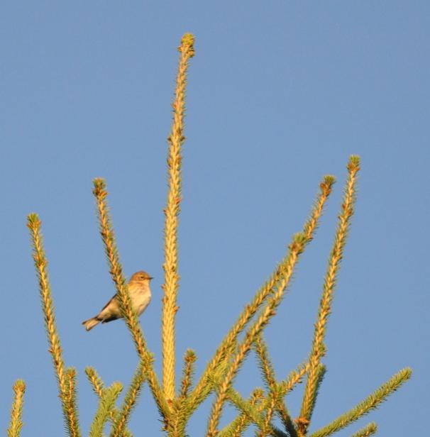 Name:  Yellow-rumped warbler 10-7-09 C.jpg
Views: 714
Size:  29.4 KB