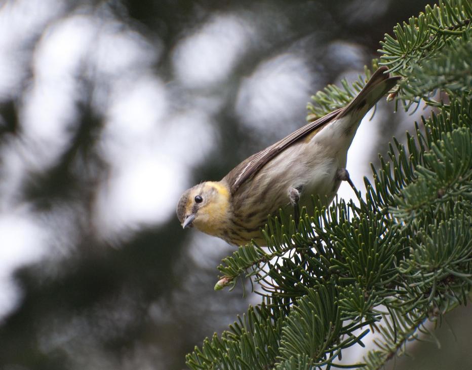 Name:  Cape May warbler 5-13-11 E.jpg
Views: 148
Size:  94.4 KB