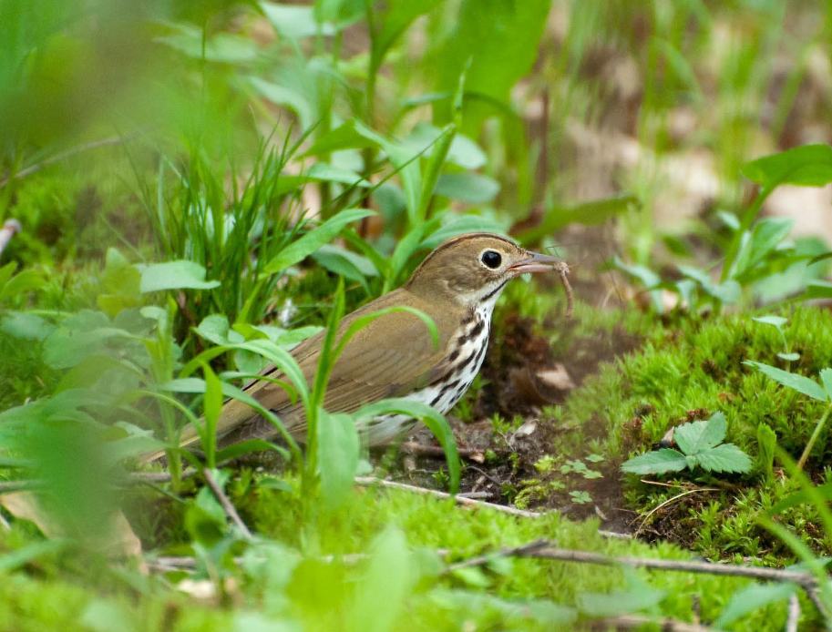 Name:  Ovenbird 5-20-11 A.jpg
Views: 129
Size:  101.5 KB