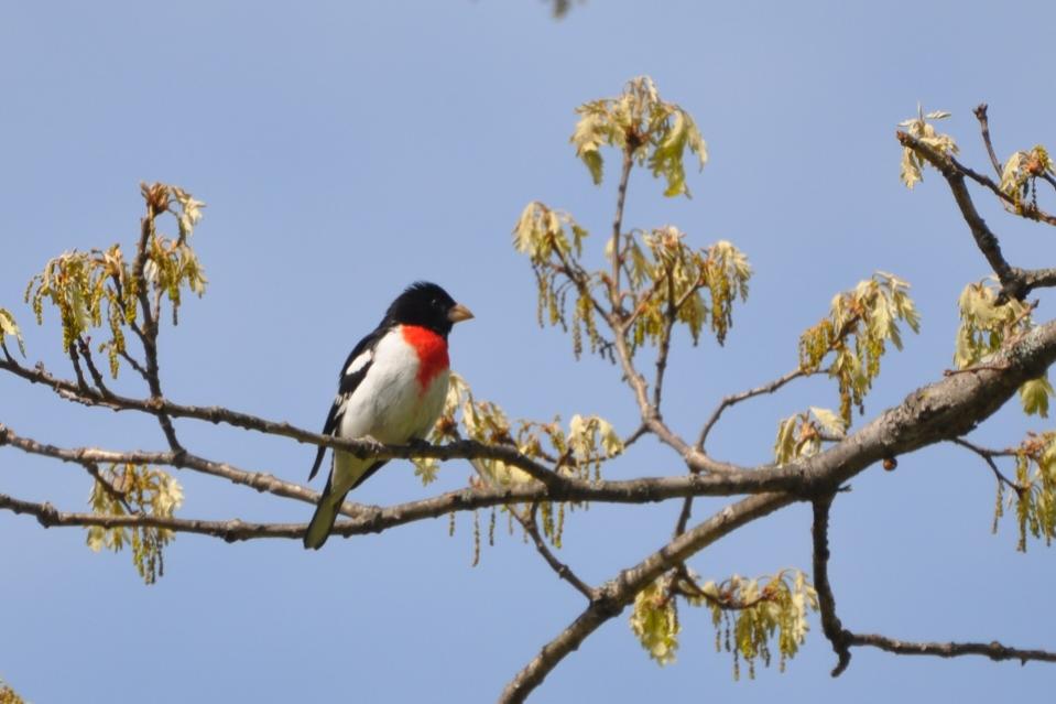 Name:  Rose-breasted grosbeak 5-9-10 H.jpg
Views: 212
Size:  57.2 KB